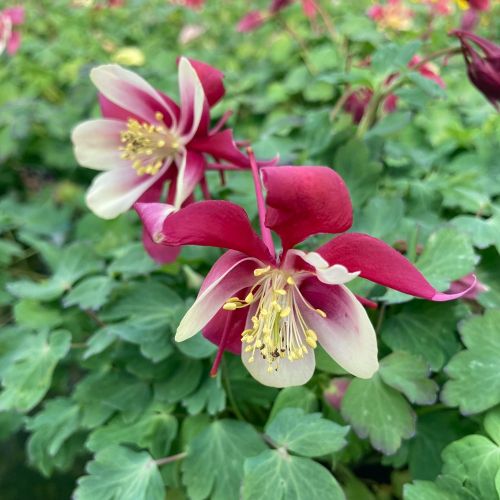 Ancolie Vivace Aiglantine Aquilegia - Rouge