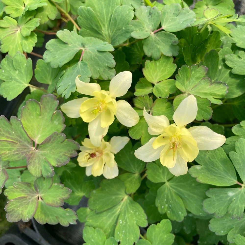 Ancolie Vivace Aiglantine Aquilegia - Jaune