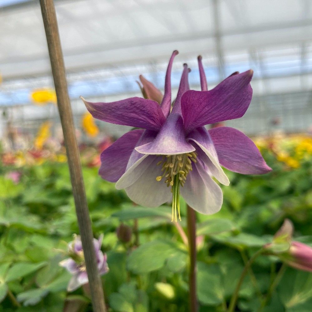 Ancolie Vivace Aiglantine Aquilegia - Mauve