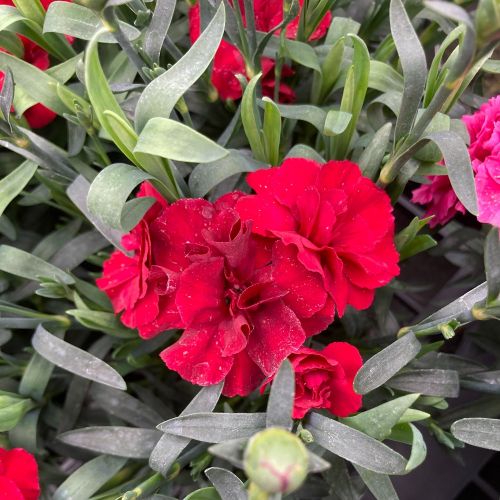 Œillet Dianthus Vivace Sunflor Vulcano - Rouge