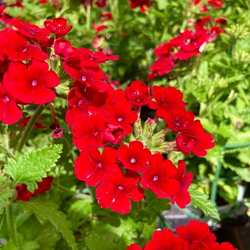 Verveine retombante Annuelle Lava - Rouge