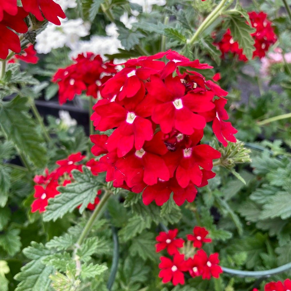 Verveine retombante Annuelle Magelana Profond - Rouge