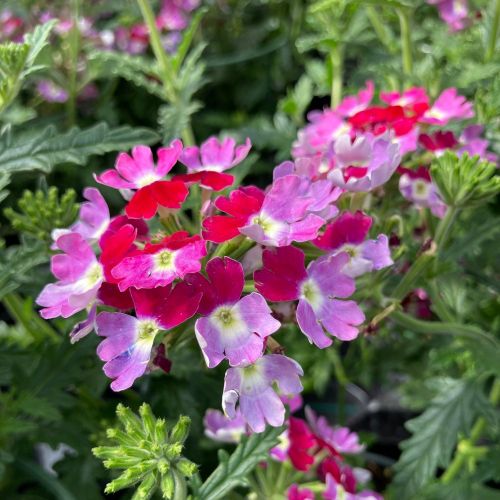 Verveine retombante Annuelle Twister Burgundy - Rose