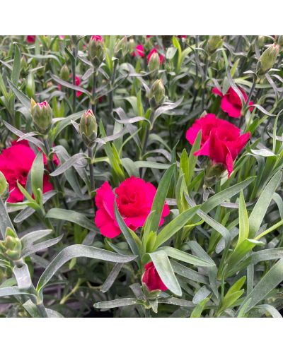 Œillet Dianthus Vivace Cherry - Mauve