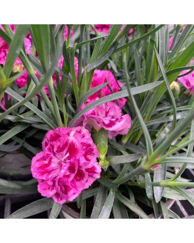 Œillet Dianthus Vivace Ilka - Mauve