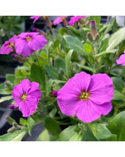 Aubriète Vivace Kitte - Rose