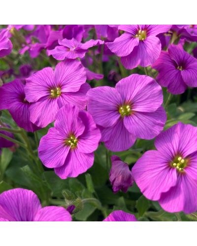 Aubriète Vivace Kitte - Rose