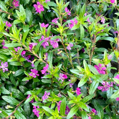 Cuphea ou plante cigarette Vivace Hyssopifolia Cupid - Mauve