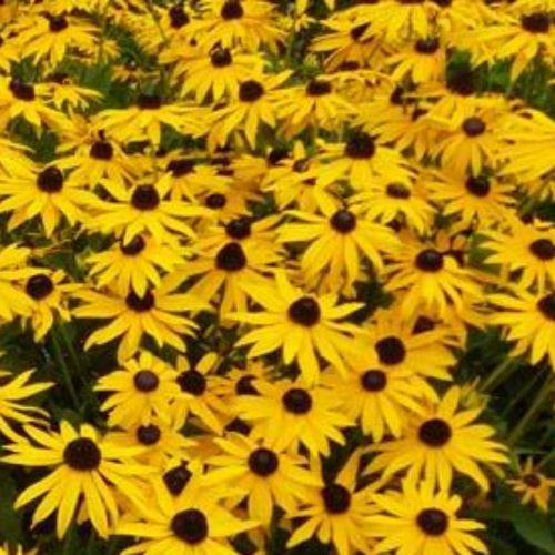 Rudbeckia Vivace Goldsturm - Jaune