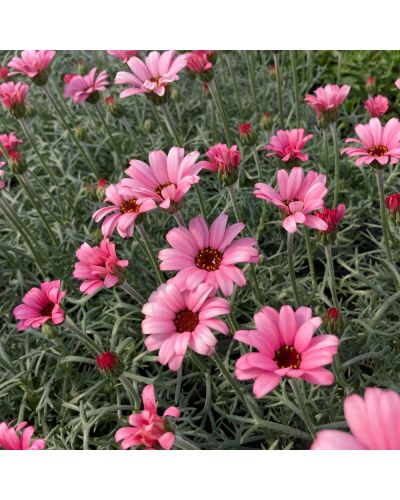 Marguerite africaine Vivace Africa - Rose