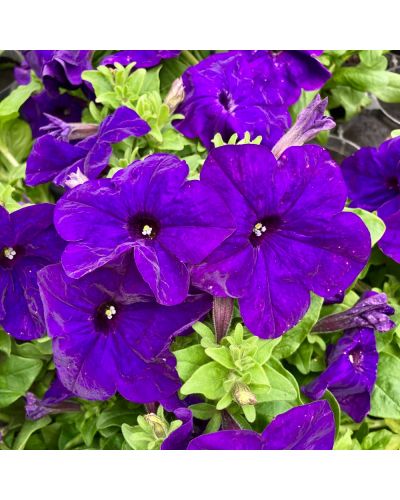 Petunia retombant bleu