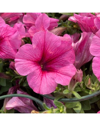 Petunia retombant rose vif