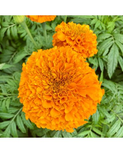 Rose d'inde Annuelle Perfection - Orange