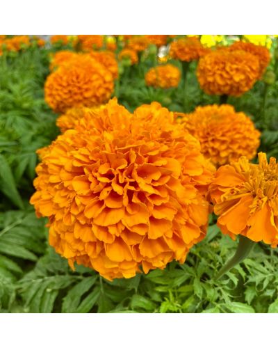 Rose d'inde Annuelle Perfection - Orange